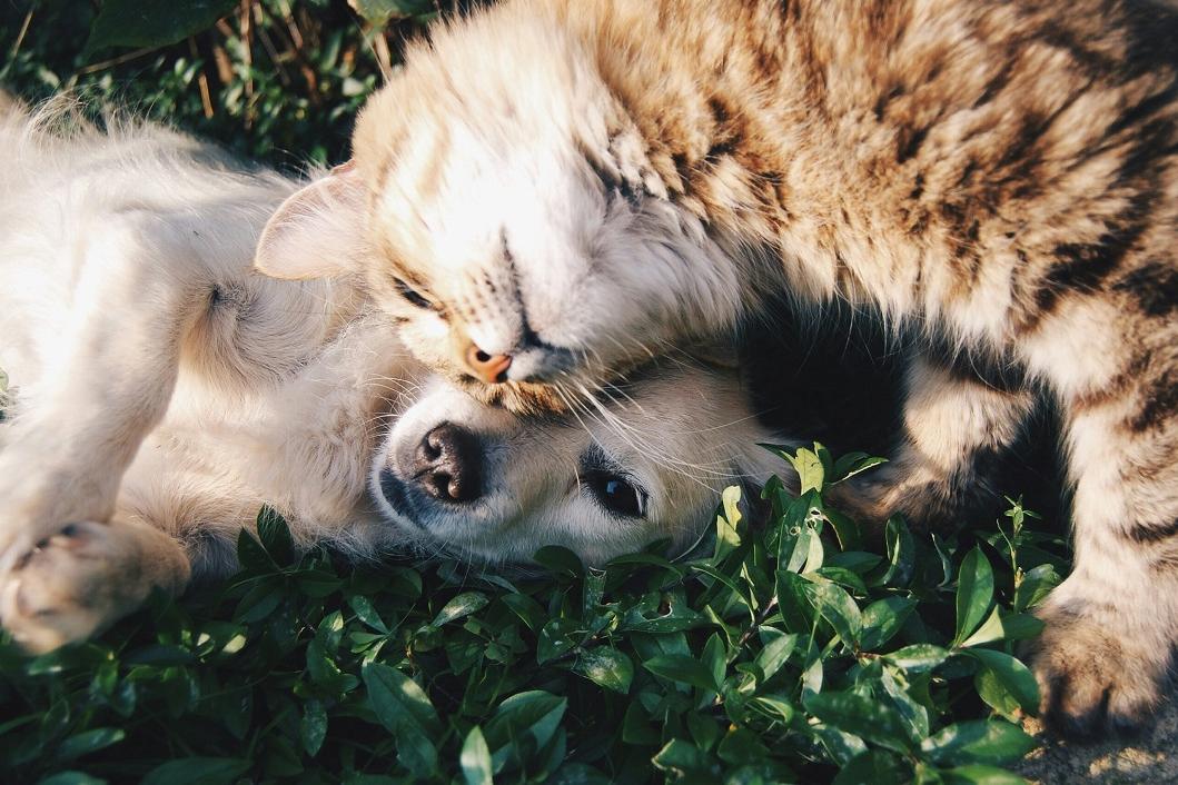 Pet Business