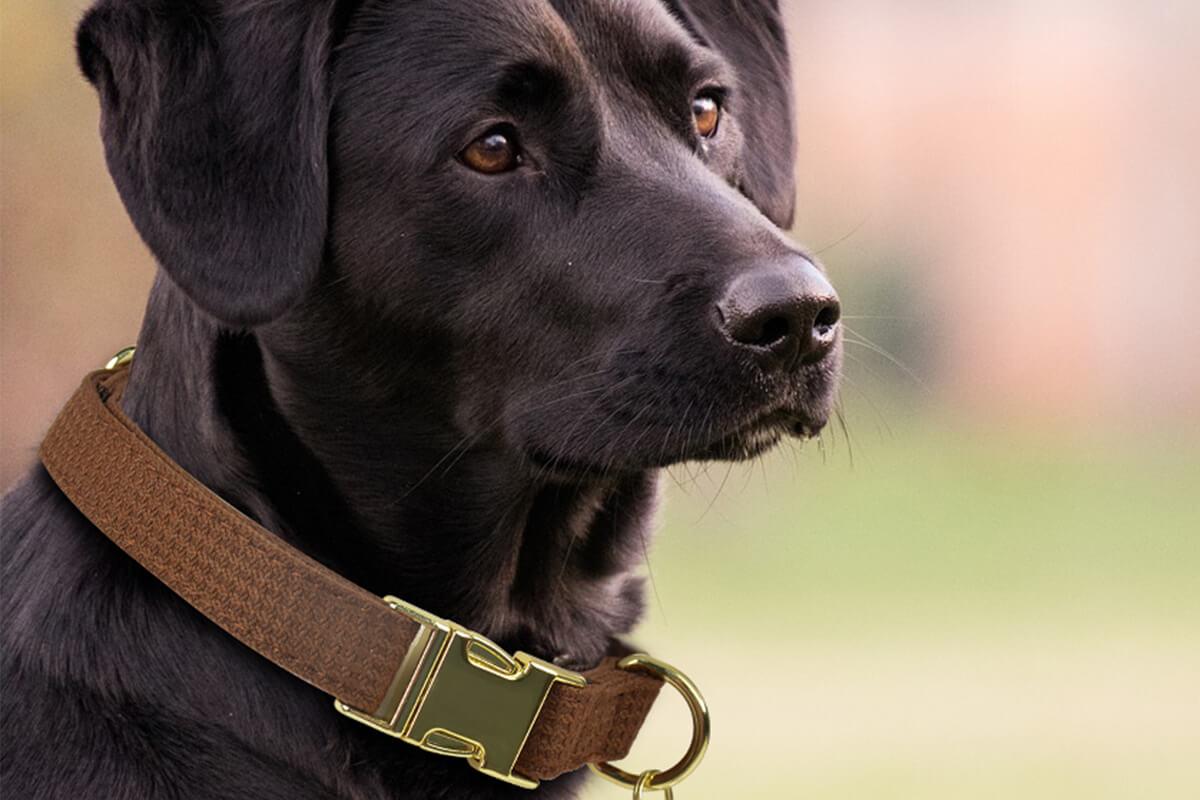 Wholesale dog collar-1