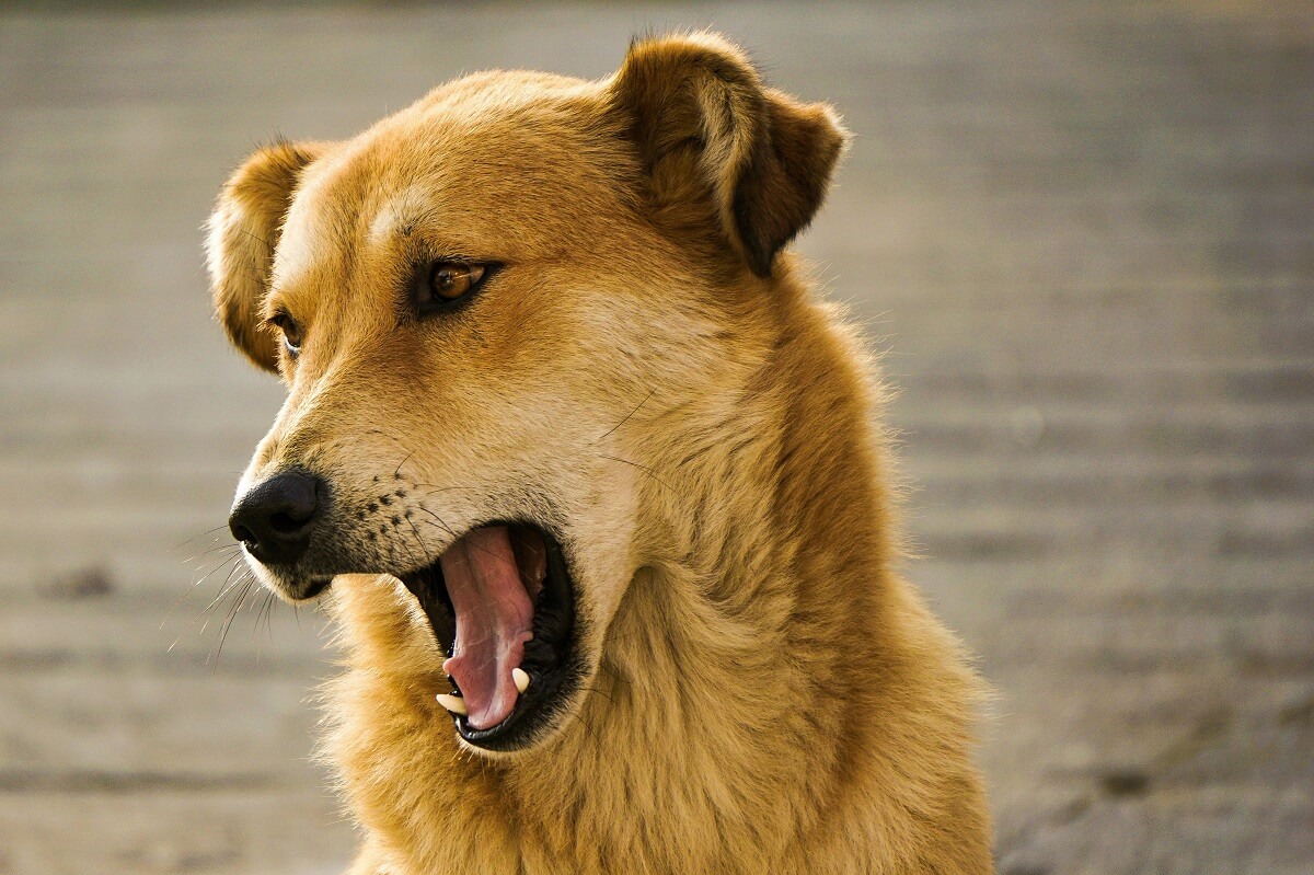 why do dogs sigh
