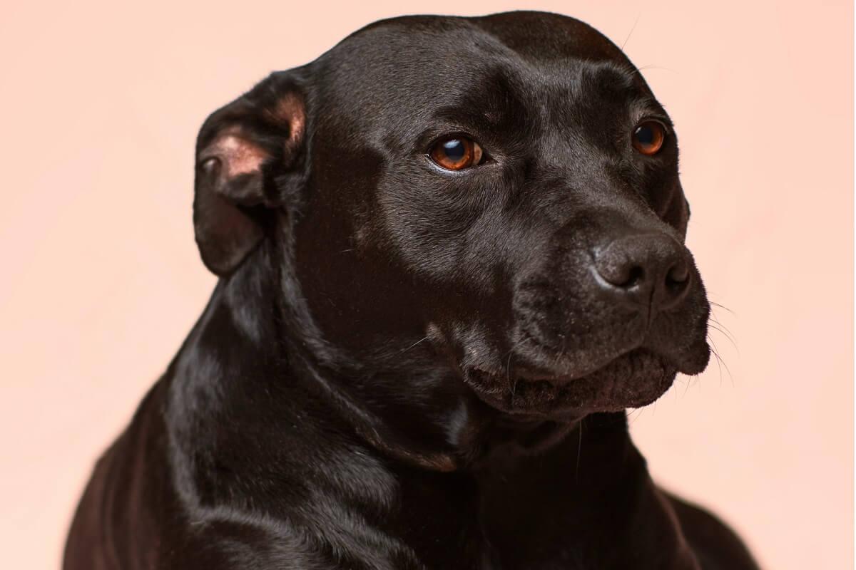 why is my dog whining