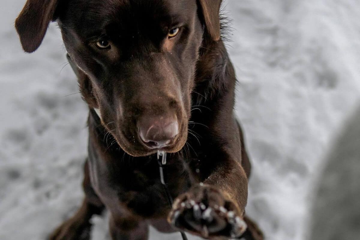 why are dogs so loyal